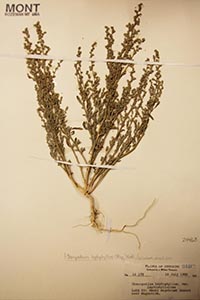 Herbarium sheet of MONT 24463